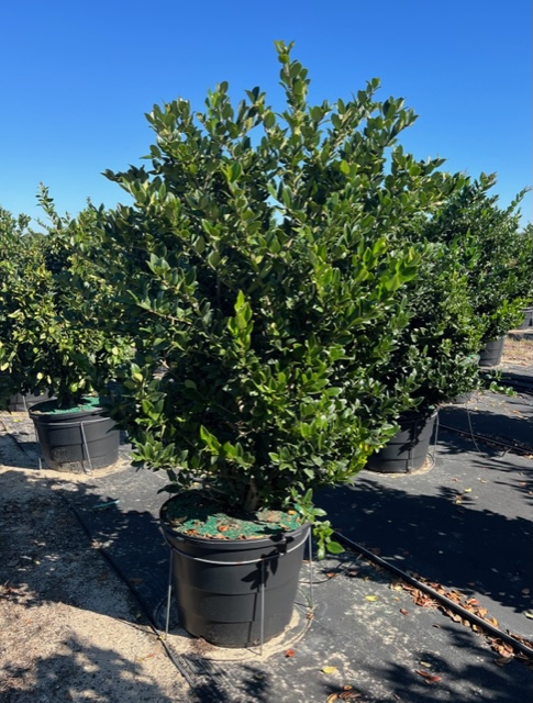 ligustrum-japonicum-japanese-privet-wax-leaf-ligustrum