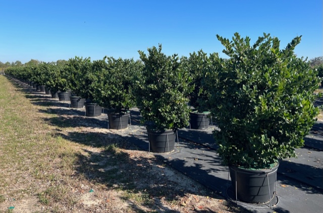 ligustrum-japonicum-japanese-privet-wax-leaf-ligustrum