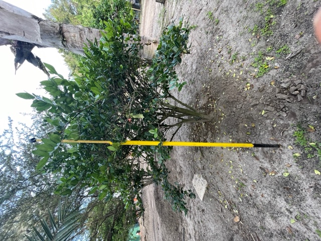 ligustrum-japonicum-japanese-privet-wax-leaf-ligustrum