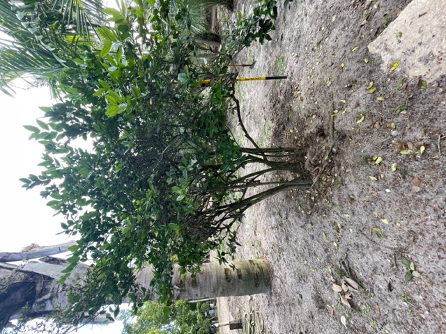 ligustrum-japonicum-japanese-privet-wax-leaf-ligustrum