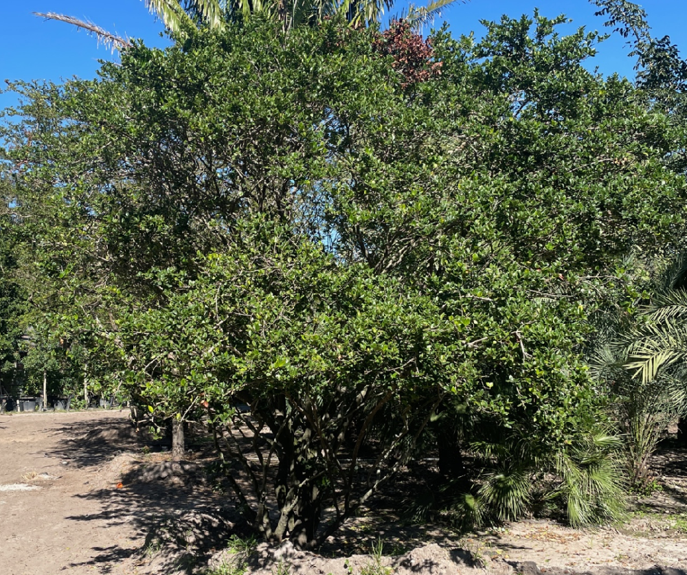 ligustrum-japonicum-japanese-privet-wax-leaf-ligustrum