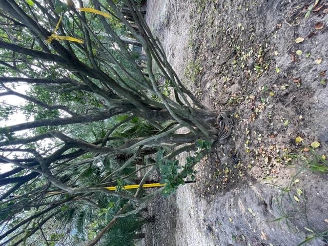 ligustrum-japonicum-japanese-privet-wax-leaf-ligustrum