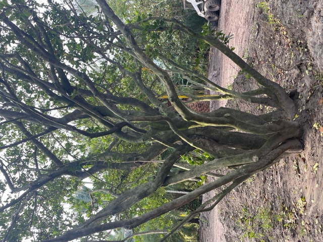 ligustrum-japonicum-japanese-privet-wax-leaf-ligustrum