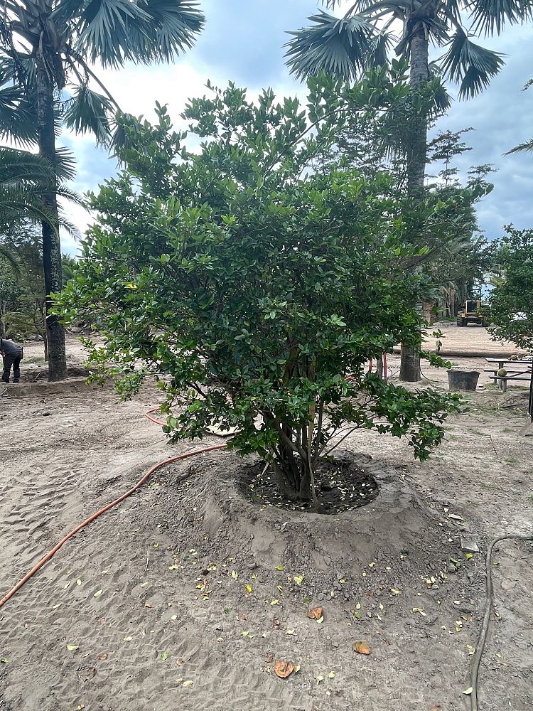 ligustrum-japonicum-japanese-privet-wax-leaf-ligustrum