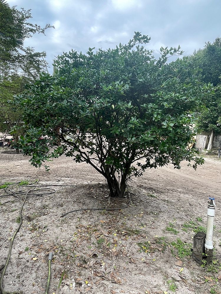 ligustrum-japonicum-japanese-privet-wax-leaf-ligustrum
