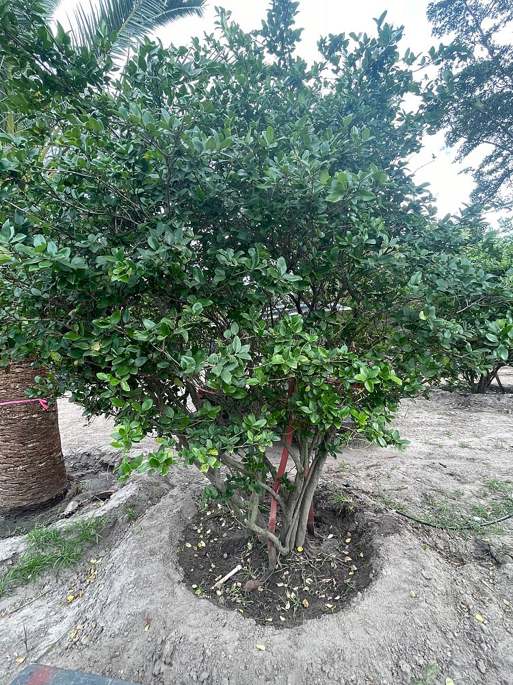 ligustrum-japonicum-japanese-privet-wax-leaf-ligustrum
