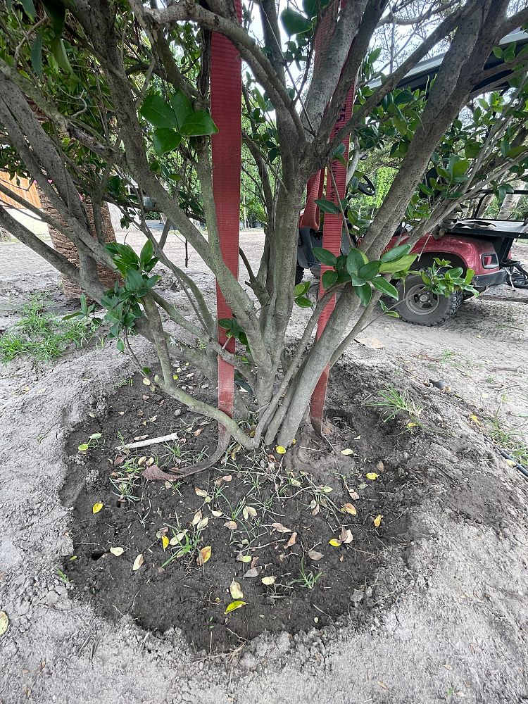 ligustrum-japonicum-japanese-privet-wax-leaf-ligustrum