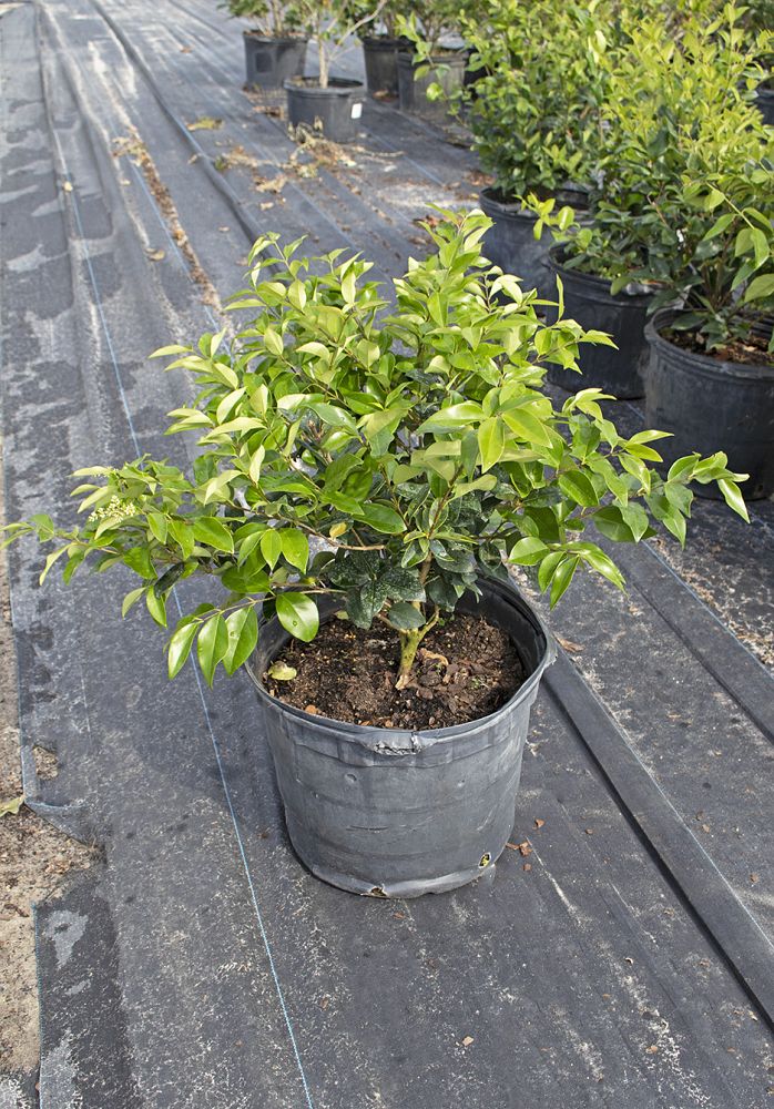 ligustrum-japonicum-japanese-privet-wax-leaf-ligustrum