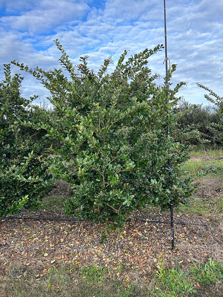 ligustrum-japonicum-japanese-privet-wax-leaf-ligustrum