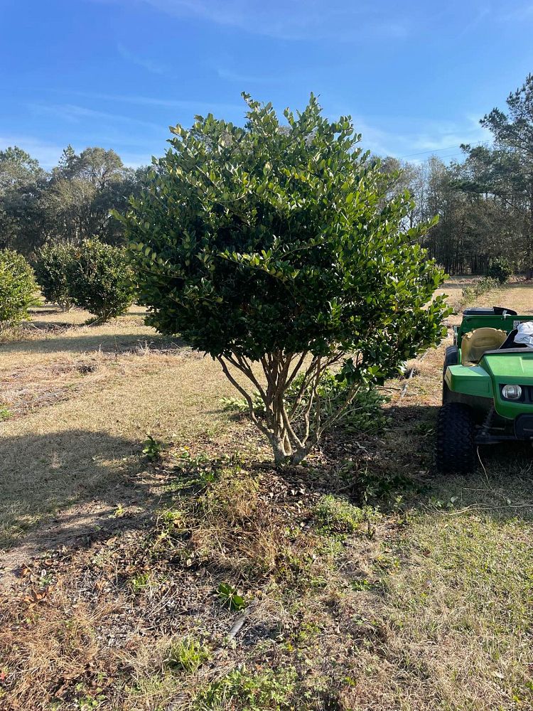ligustrum-japonicum-japanese-privet-wax-leaf-ligustrum