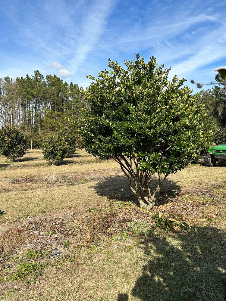 ligustrum-japonicum-japanese-privet-wax-leaf-ligustrum