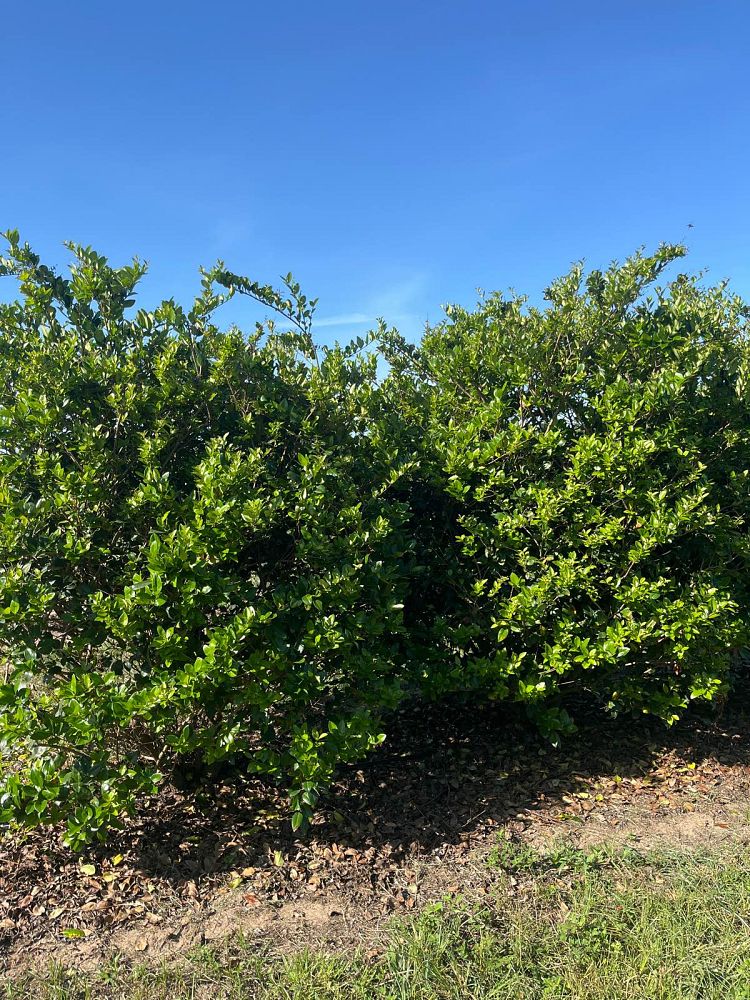 ligustrum-japonicum-japanese-privet-wax-leaf-ligustrum