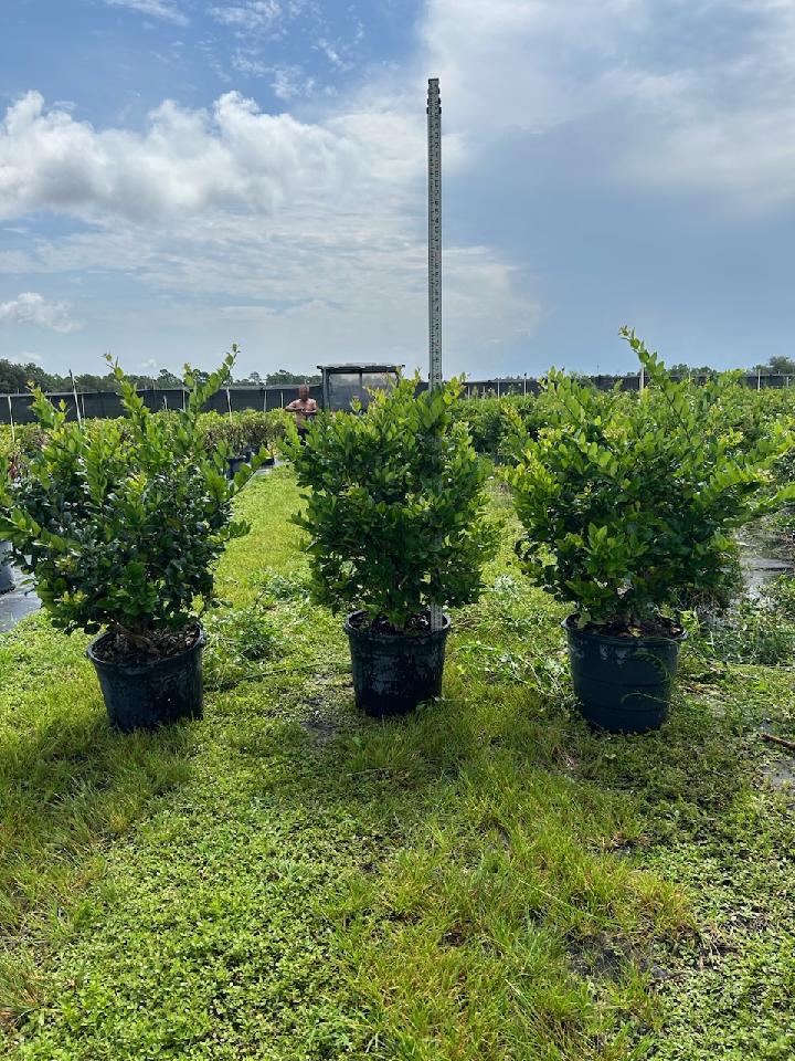 ligustrum-japonicum-japanese-privet-wax-leaf-ligustrum
