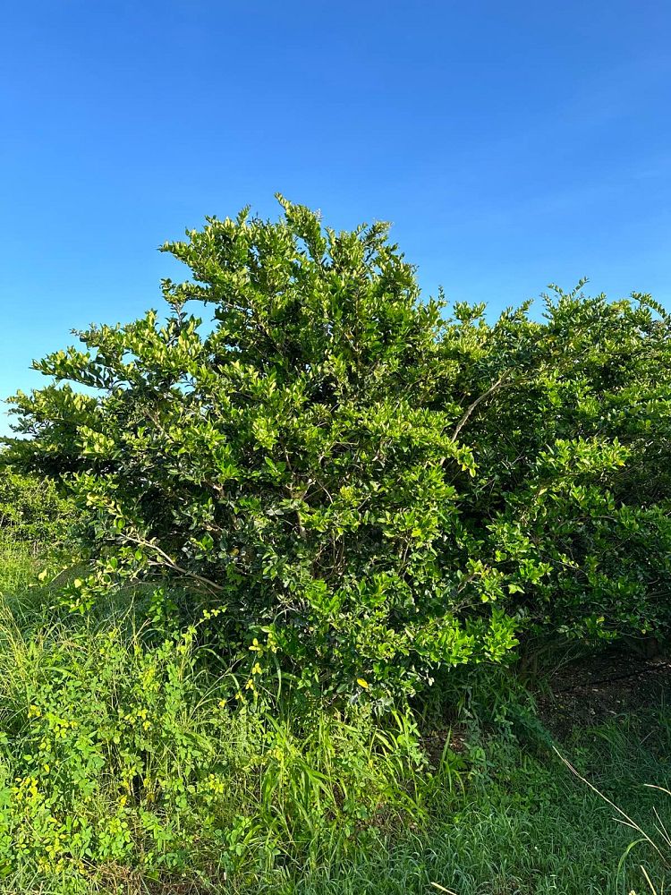 ligustrum-japonicum-japanese-privet-wax-leaf-ligustrum