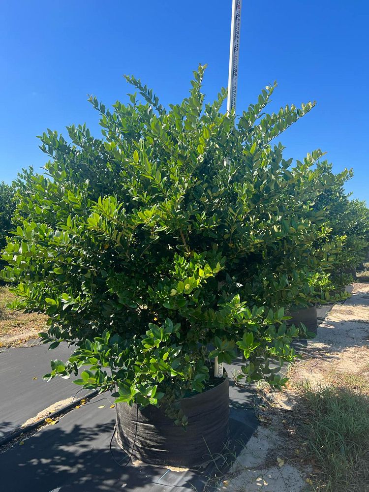 ligustrum-japonicum-japanese-privet-wax-leaf-ligustrum