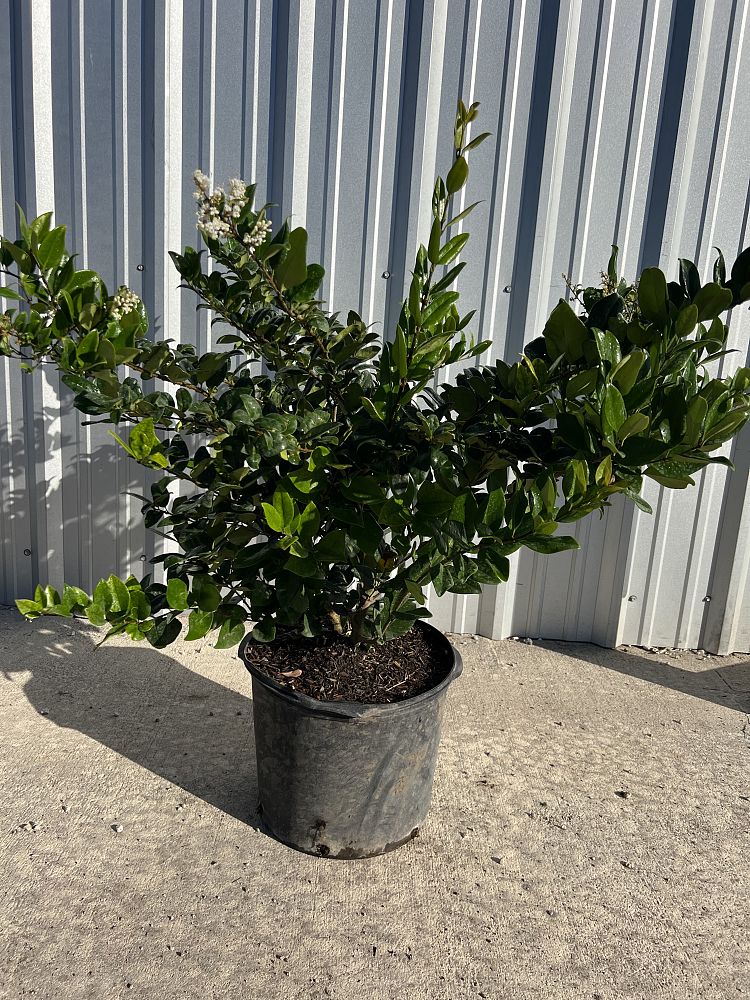 ligustrum-japonicum-japanese-privet-wax-leaf-ligustrum