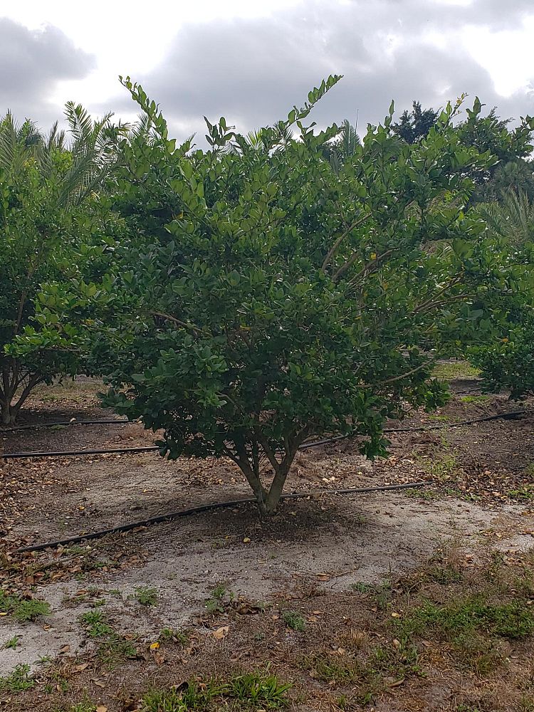 ligustrum-japonicum-japanese-privet-wax-leaf-ligustrum