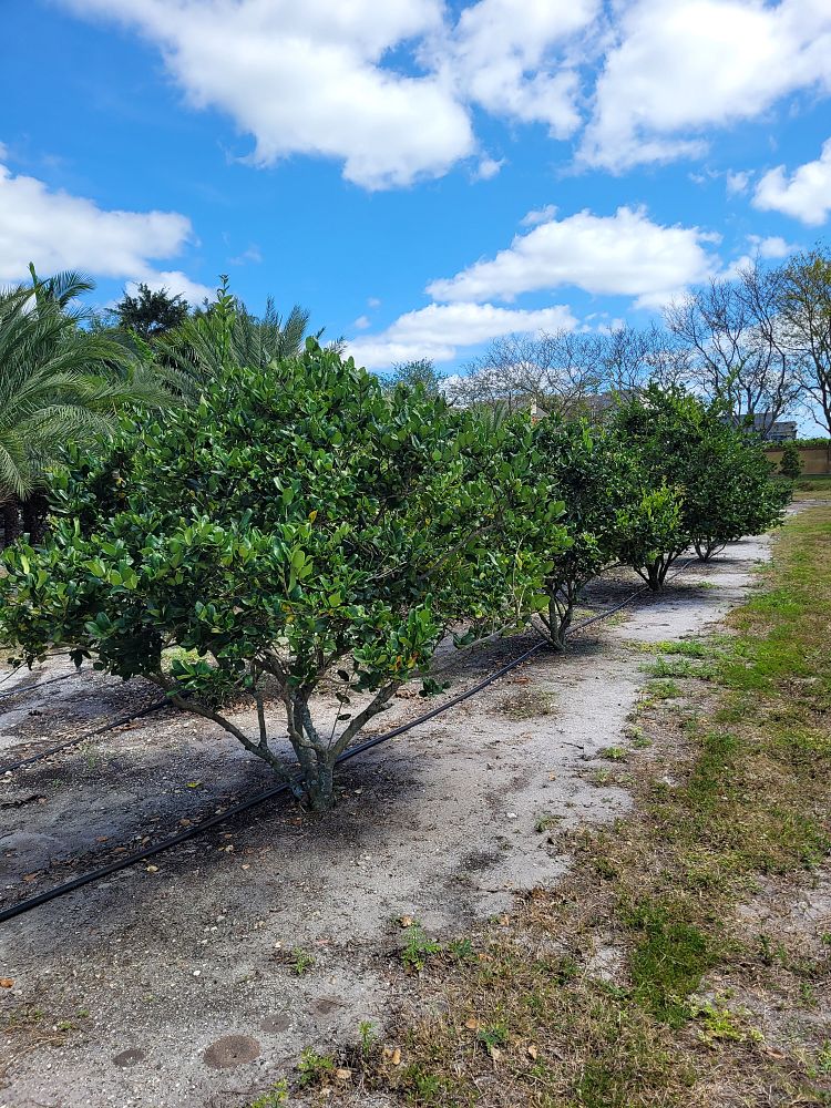 ligustrum-japonicum-japanese-privet-wax-leaf-ligustrum