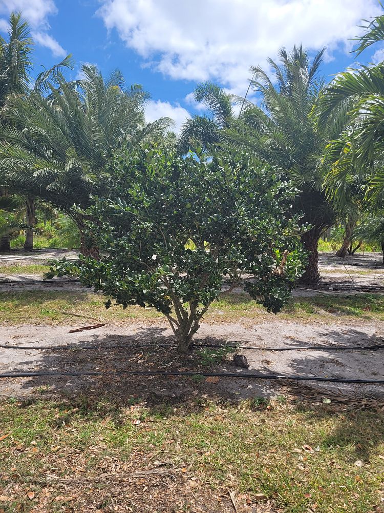 ligustrum-japonicum-japanese-privet-wax-leaf-ligustrum