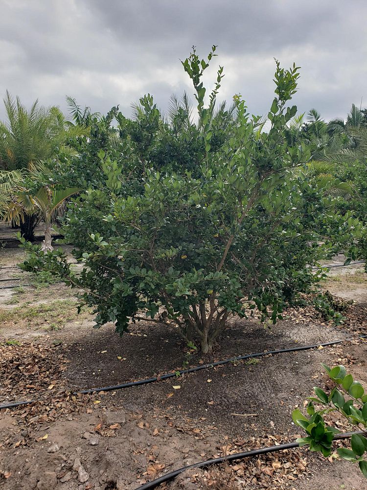 ligustrum-japonicum-japanese-privet-wax-leaf-ligustrum