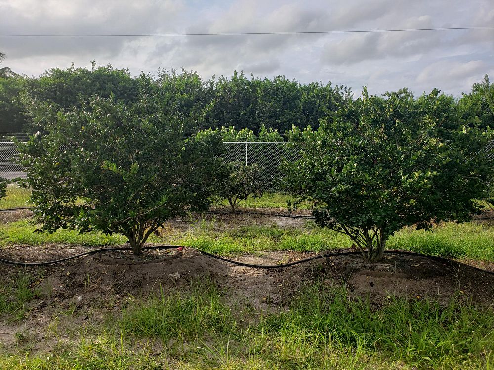ligustrum-japonicum-japanese-privet-wax-leaf-ligustrum