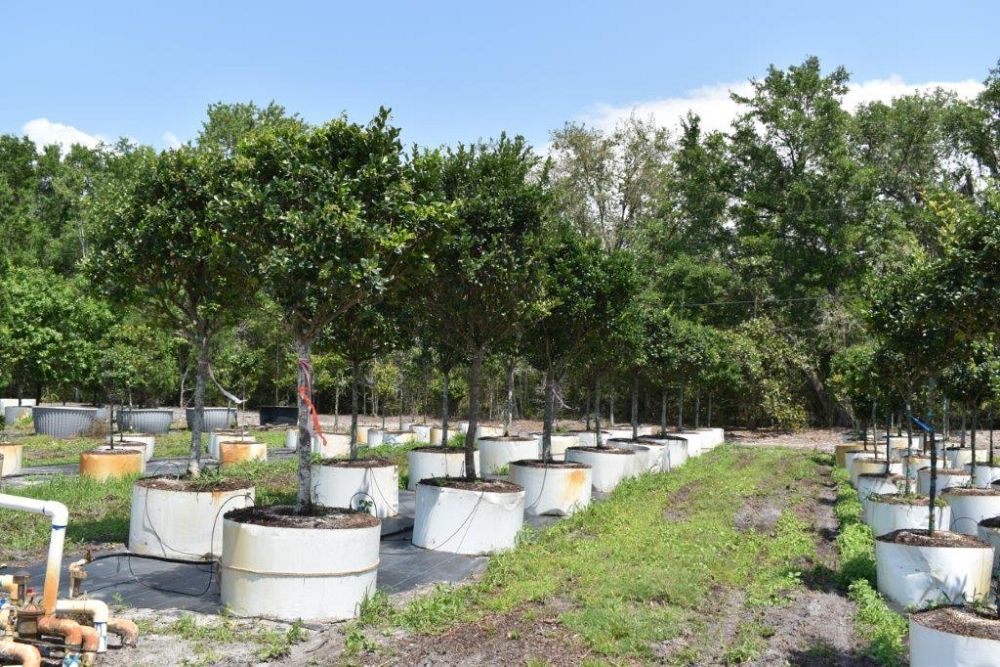 ligustrum-japonicum-japanese-privet-wax-leaf-ligustrum