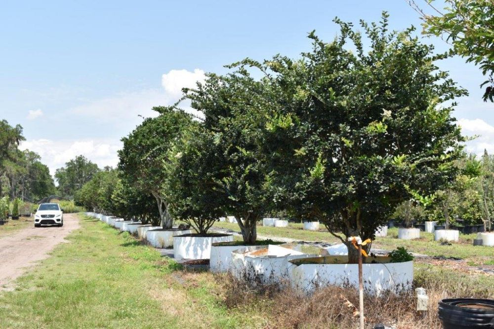 ligustrum-japonicum-japanese-privet-wax-leaf-ligustrum