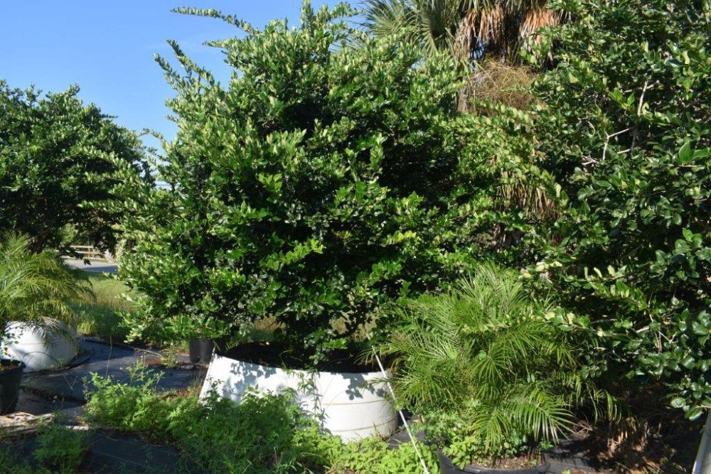 ligustrum-japonicum-japanese-privet-wax-leaf-ligustrum
