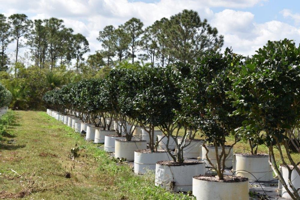 ligustrum-japonicum-japanese-privet-wax-leaf-ligustrum