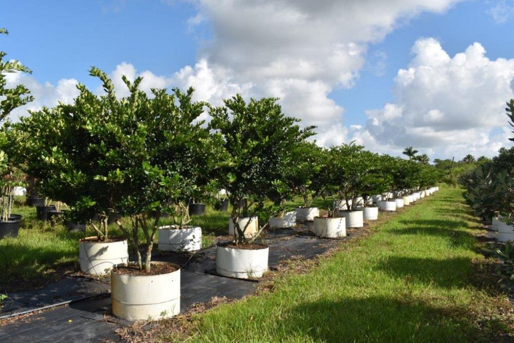 ligustrum-japonicum-japanese-privet-wax-leaf-ligustrum