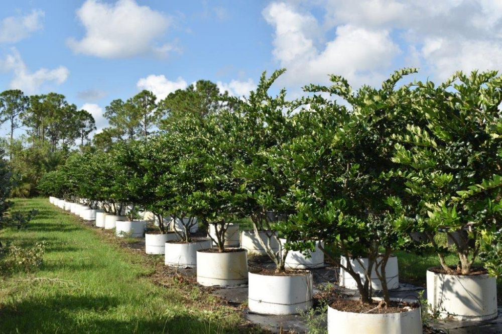 ligustrum-japonicum-japanese-privet-wax-leaf-ligustrum