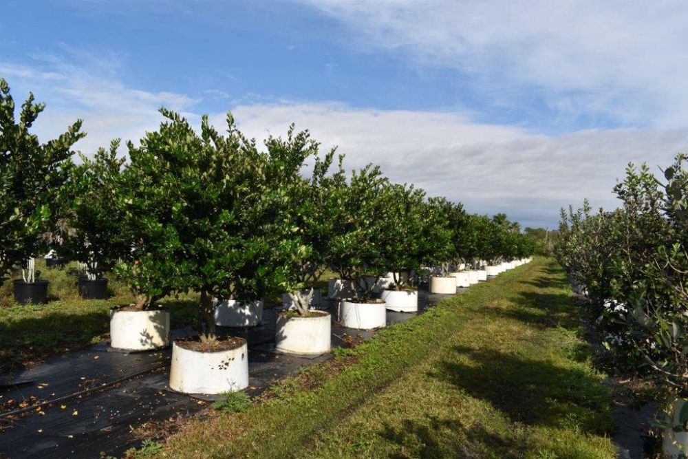 ligustrum-japonicum-japanese-privet-wax-leaf-ligustrum