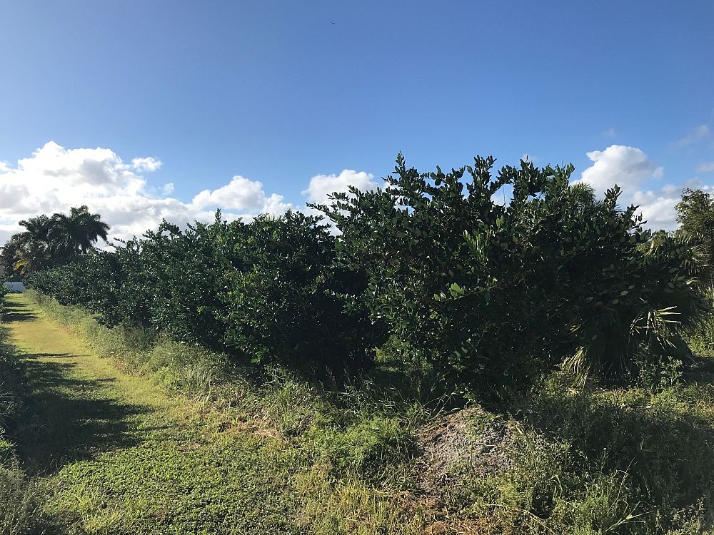 ligustrum-japonicum-japanese-privet-wax-leaf-ligustrum