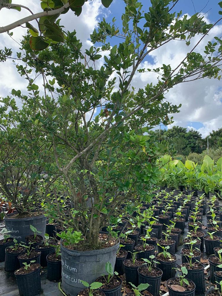 ligustrum-japonicum-japanese-privet-wax-leaf-ligustrum