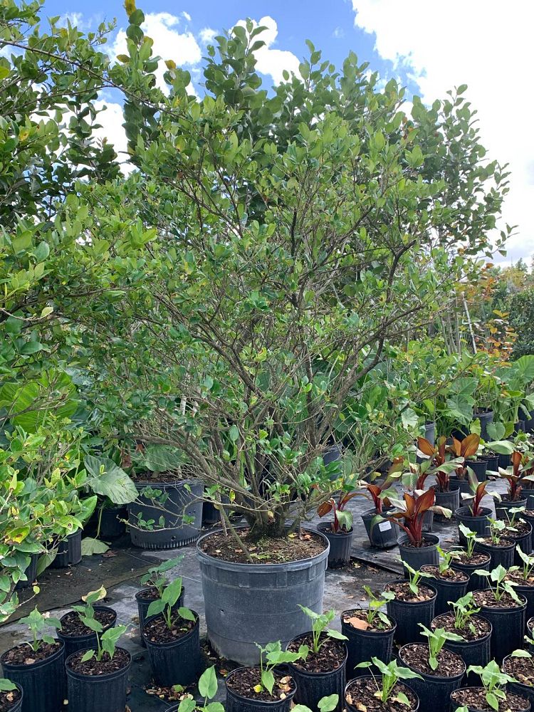 ligustrum-japonicum-japanese-privet-wax-leaf-ligustrum