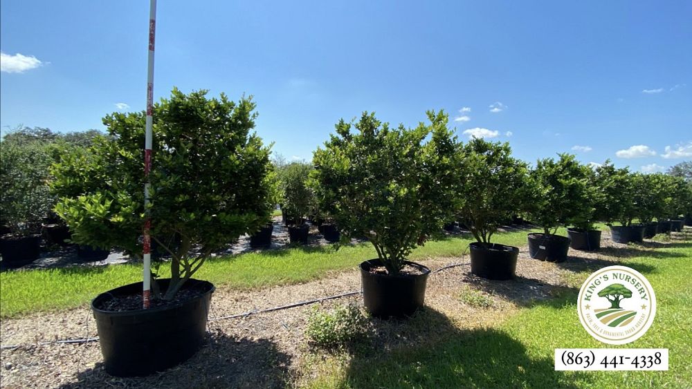 ligustrum-japonicum-japanese-privet-wax-leaf-ligustrum