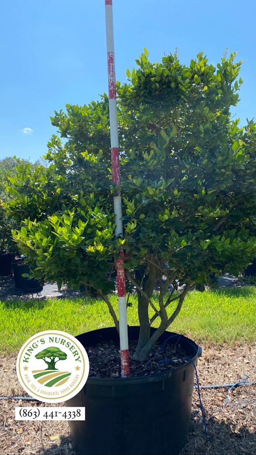 ligustrum-japonicum-japanese-privet-wax-leaf-ligustrum