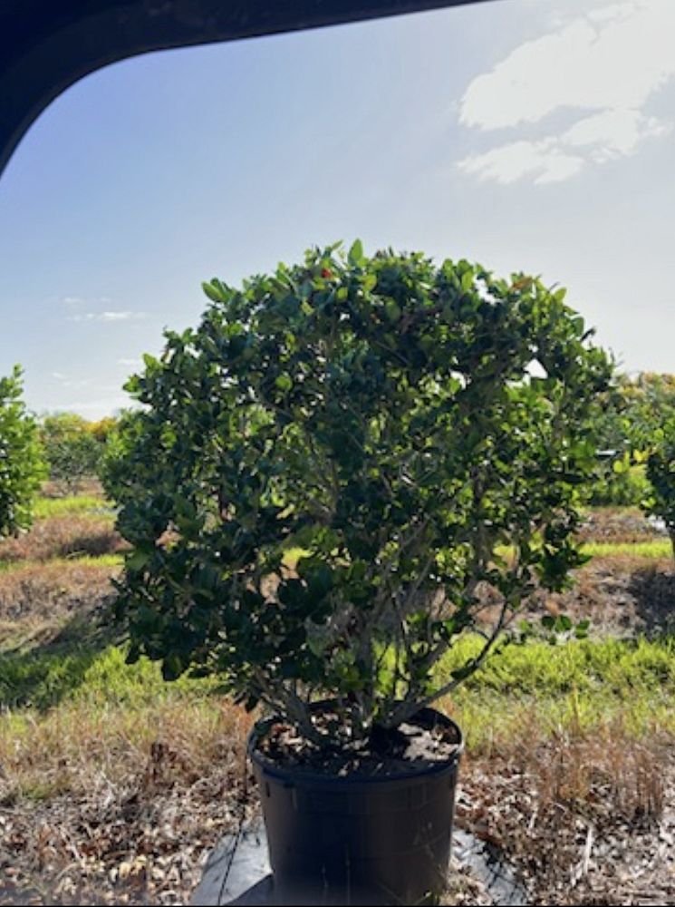 ligustrum-japonicum-japanese-privet-wax-leaf-ligustrum