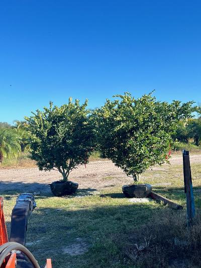 ligustrum-japonicum-japanese-privet-wax-leaf-ligustrum