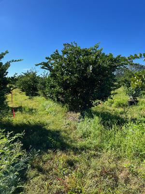 ligustrum-japonicum-japanese-privet-wax-leaf-ligustrum
