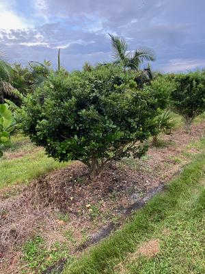 ligustrum-japonicum-japanese-privet-wax-leaf-ligustrum