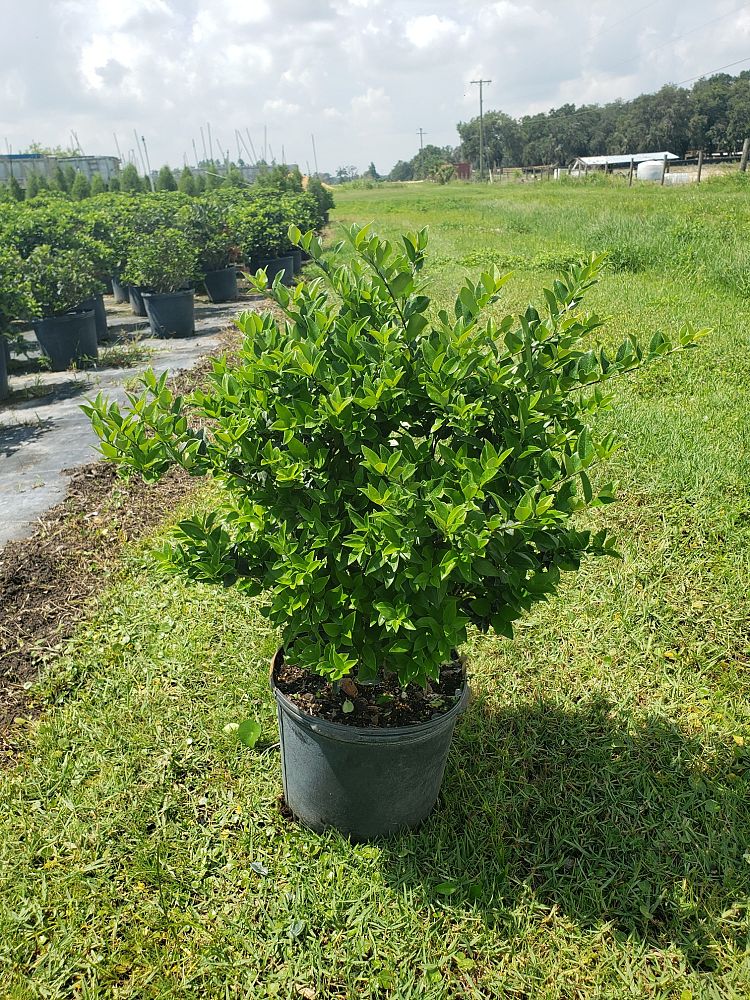 ligustrum-japonicum-japanese-privet-wax-leaf-ligustrum