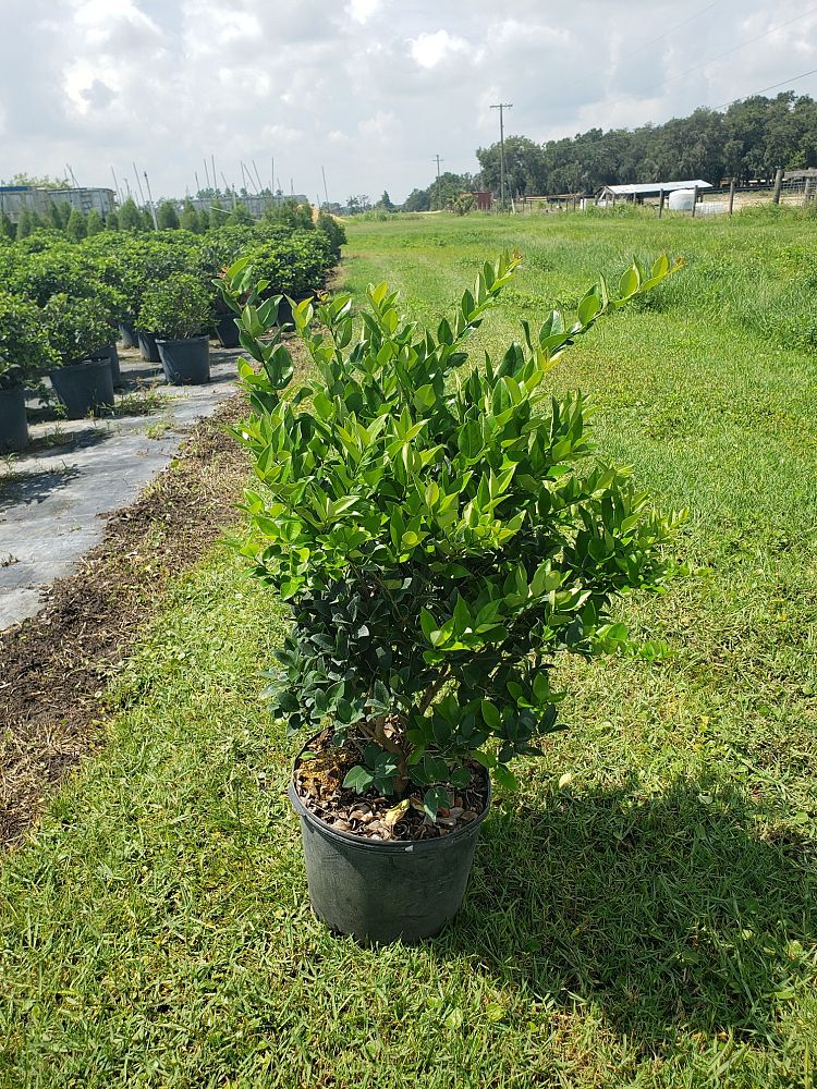 ligustrum-japonicum-japanese-privet-wax-leaf-ligustrum