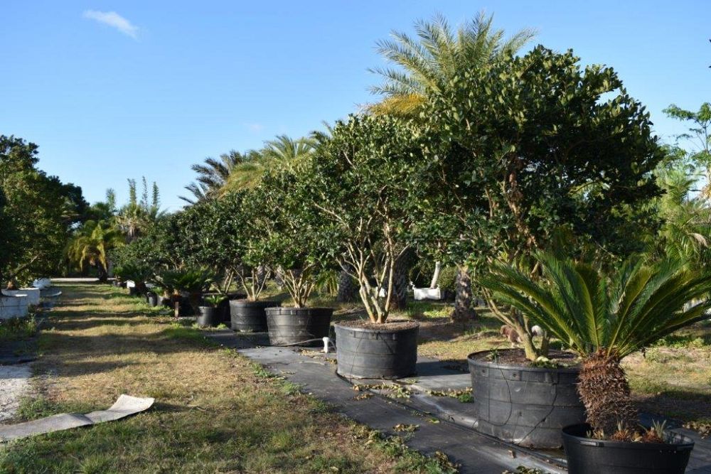 ligustrum-japonicum-japanese-privet-wax-leaf-ligustrum
