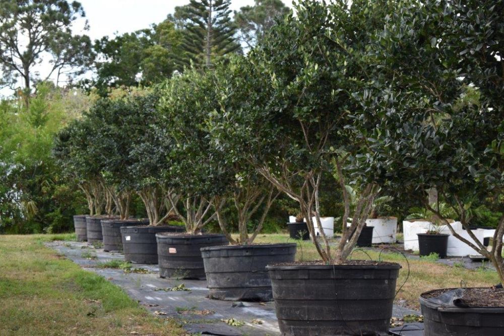 ligustrum-japonicum-japanese-privet-wax-leaf-ligustrum