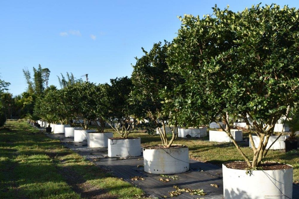 ligustrum-japonicum-japanese-privet-wax-leaf-ligustrum