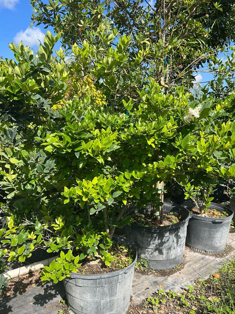 ligustrum-japonicum-japanese-privet-wax-leaf-ligustrum