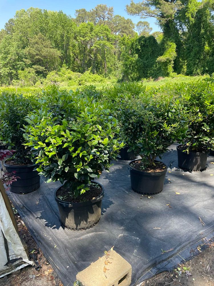 ligustrum-japonicum-japanese-privet-wax-leaf-ligustrum