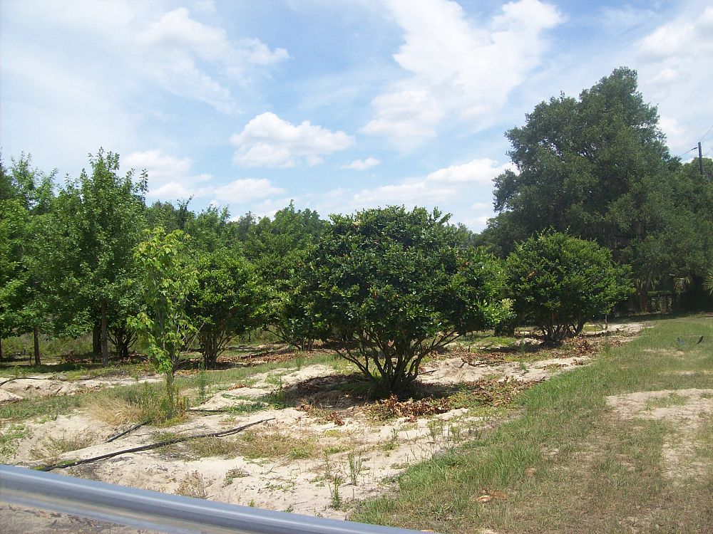 ligustrum-japonicum-japanese-privet-wax-leaf-ligustrum