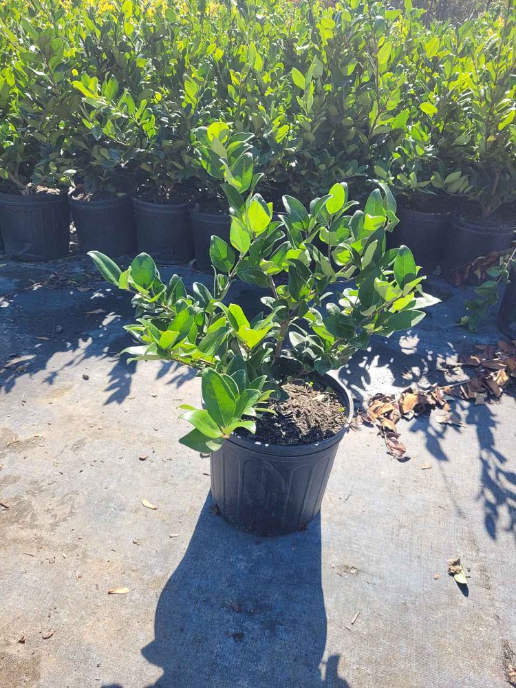 ligustrum-japonicum-japanese-privet-wax-leaf-ligustrum